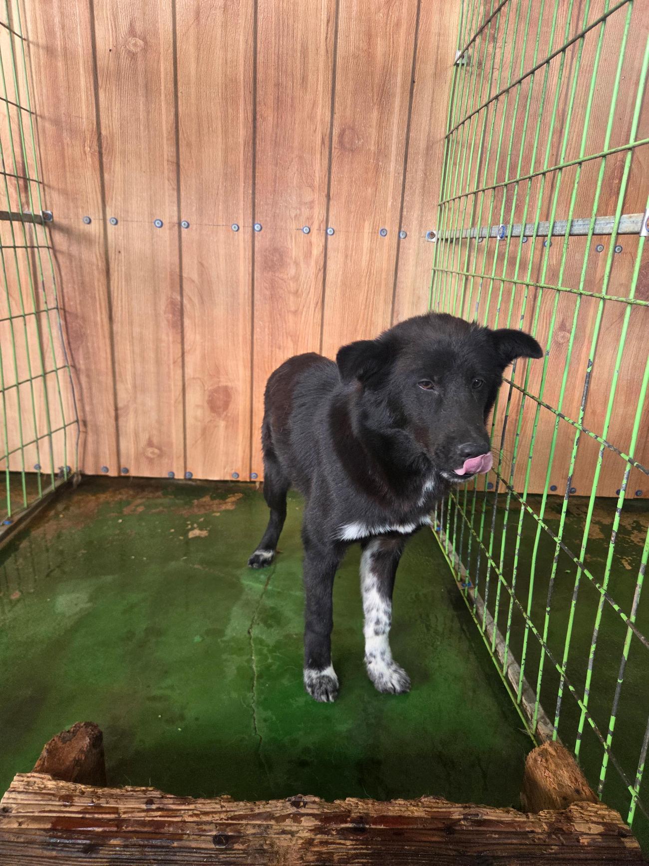 보호중 믹스견의 가…